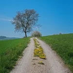 adege-path-5060316_1920